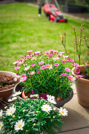 Daisy potted plants on terrace with green lawn and lawn mower in background