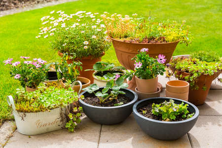 Pottet flowers, plants, vegetable and herbs on terrace or pation with green lawnの写真素材