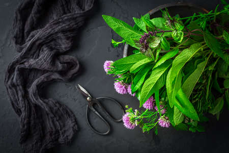 Fresh herbs with garden scissors on black kitchen tableの写真素材