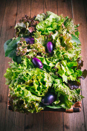Assortment of freshly picked lettuce for salad and small aubergines (eggplants) in trug on wooden backgroundの写真素材