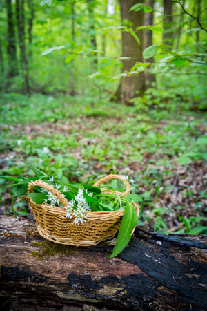 Picking Wild Garlic (allium ursinum) in woodland. Harvesting Ramson leaves herb into basket.の写真素材