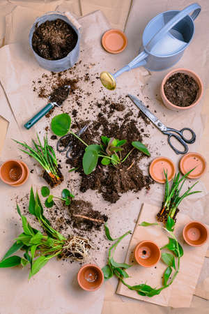 Plant propagation and replanting house plant concept with flowerpots, soil and gardening toolsの写真素材