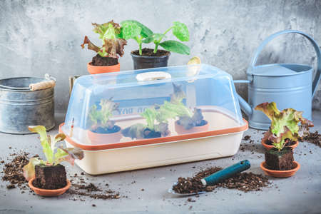 Vegetable propagation and replanting seedling concept with small hothouse, flowerpots, soil and gardening toolsの写真素材
