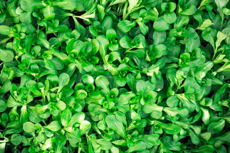 Full frame close up of wet fresh green lamb?s lettuce (valerianella) Valerianella locusta, corn saladの写真素材