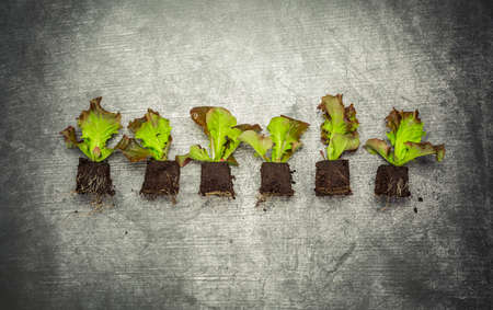 Vegetable propagation and replanting seedling concept with flowerpots, soil and gardening toolsの写真素材