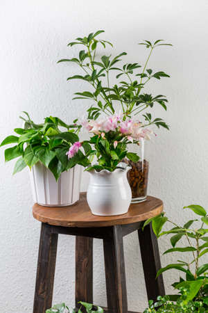 Home garden interior filled a lot of beautiful plants, cacti, succulents, air plant in different design pots. Home gardening concept. Home jungle.の写真素材
