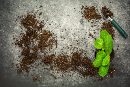 Vegetable propagation and replanting seedling concept with flowerpots, soil and gardening toolsの写真素材
