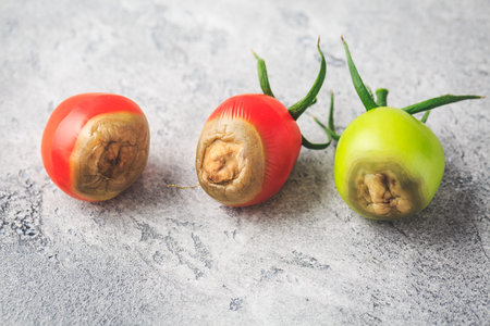 Tomato diseases - blossom end rot caused by lack of calciumの写真素材