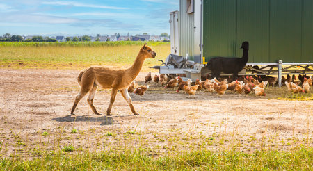 Alpacas and chickens in front of trailer used as a coop, concept of free-range animal farmingの写真素材