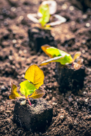 Planting lettuce seedlings into fertile soil. New life, eco, sustainable living conceptの写真素材