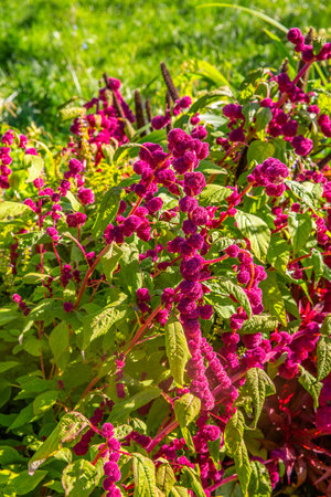 Amaranthus caudatus - red blooming amaranth, flavourful and gluten-free, very high in proteinの写真素材