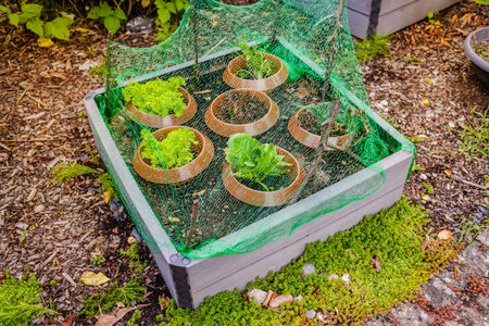 Animal friendly protection of young seedlings in raised garden bed with young plants, plastic...