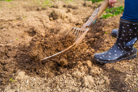 Elderly gardener digging soil with a garden fork to cultivate soil ready for planting, autumn...