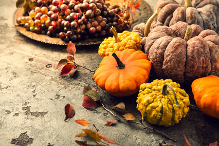 Still life with pumpkins and grapes for Thanksgiving in vintage styleの写真素材