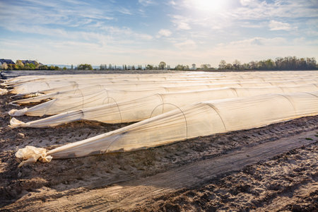 Asparagus field protected with tarpaulins and foil against ground frost before harvestingの写真素材