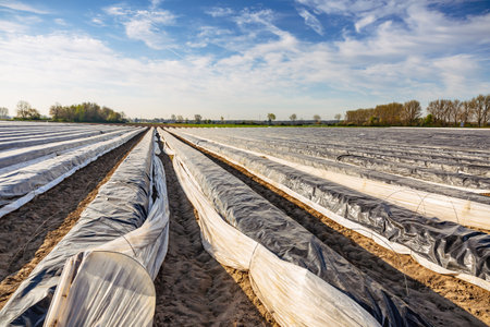 Asparagus field protected with tarpaulins and foil against ground frost before harvestingの写真素材