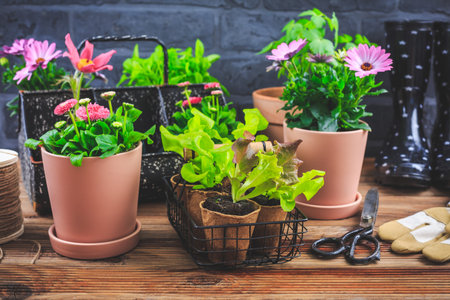 Springtime - plating and gardening concept, seedlings, plants and flowerpotsの写真素材