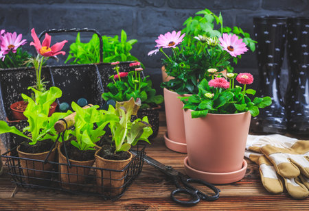 Springtime - plating and gardening concept, seedlings, plant and flowerpotsの写真素材