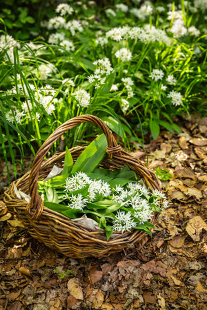 Freshly picked wild garlic in a basket, ramson (allium ursinum) in a basket in forestの写真素材