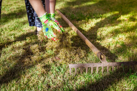 Cleaning up the grass with a rake. Aerating and scarifying the lawn in the garden. Improving the quality of the lawn by removing old grass and moss.の写真素材