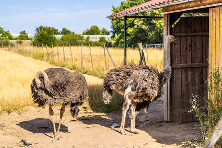 Ostrich in outdoor enclosure in a sunny farm