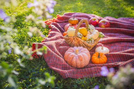 Autumn pumpkins and apples on picnic blanket in a garden or parkの写真素材