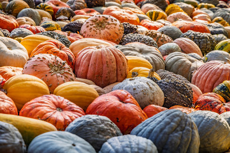 Assortment of pumpkins at agricultural farmers market. Harvesting, Halloween and Thanksgiving concept.の写真素材