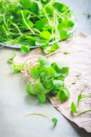 Winter purslane - Indian lettuce, healthy green vegetables for raw salads and cooking. Claytonia perfoliataの写真素材