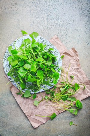 Winter purslane - Indian lettuce, healthy green vegetables for raw salads and cooking. Claytonia perfoliataの写真素材