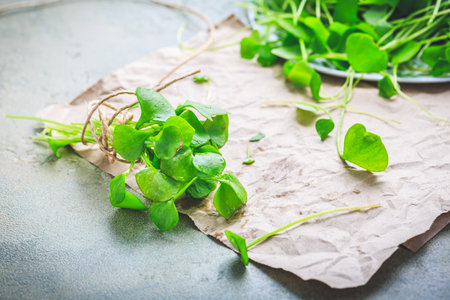 Winter purslane - Indian lettuce, healthy green vegetables for raw salads and cooking. Claytonia perfoliataの写真素材
