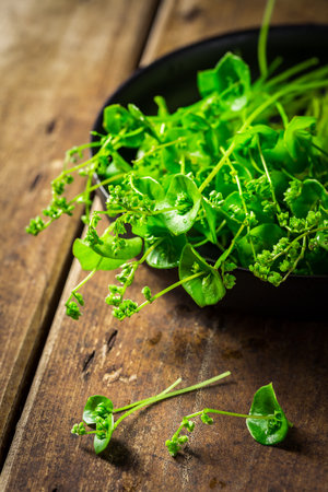 Miner's Lettuce, Winter Purslane (Claytonia perfoliata), very tasty vegetable, which can be grown even in winter thanks to frost resistanceの写真素材