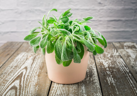 Sideritis clandestina in a pot - Sideritis known as mountain tea used in herbal medicine as herbal tea plantの写真素材