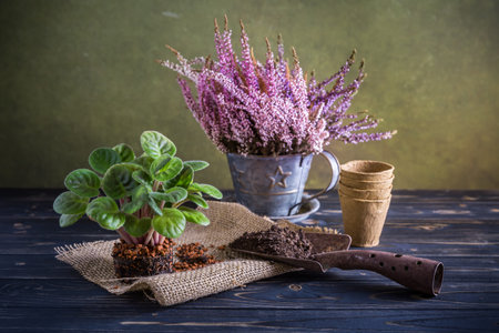 Gardening and replanting - Erica gracilis in pot and indoor plant with gardening toolsの写真素材