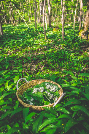Freshly picked wild garlic, ramson (allium ursinum) in a basket in forest.