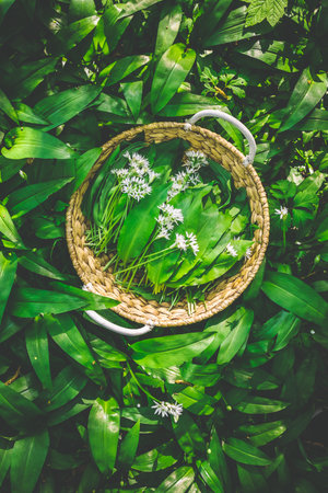 Freshly picked wild garlic, ramson (allium ursinum) in a basket in forest.の写真素材