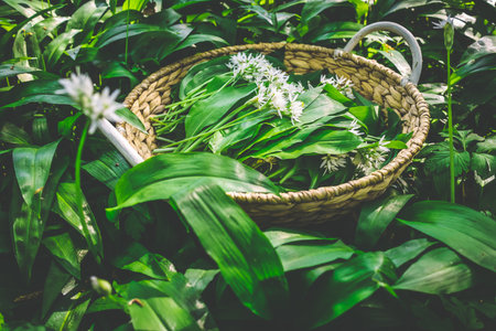 Freshly picked wild garlic, ramson (allium ursinum) in a basket in forest.の写真素材