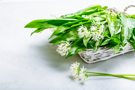 Freshly picked Ramson or wild garlic on kitchen tableの写真素材