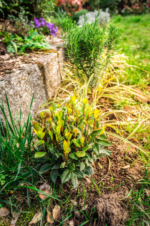 Beautiful herbal garden with rdifferent herbsの写真素材