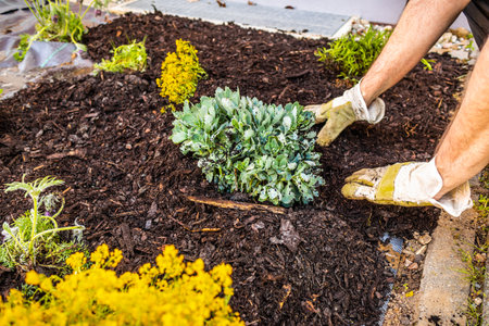 Installing weed control fabric material and bark mulch in a residential garden to control weed spreadingの写真素材