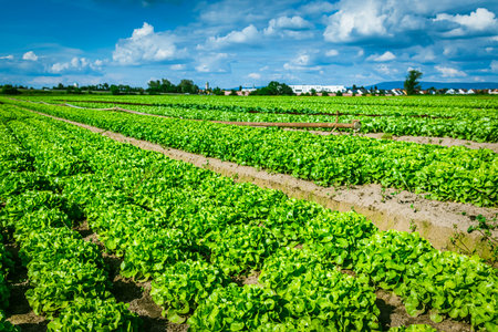 Agricultural field with rows of lettuce plants, rural landscape, vegetable cultivationの写真素材