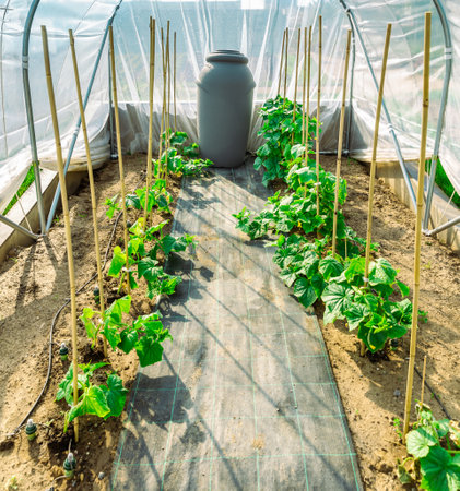 Growing vegetable in small portable greenhouse with water irrigation systemの写真素材