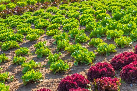 Agricultural field with rows of lettuce plants, rural landscape, vegetable cultivation