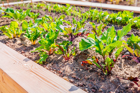 Beet leaf. Green young leaves of beetroot and mangold growing in raised bed, vegetable garden. Growth beetroots (Beta vulgaris).の写真素材