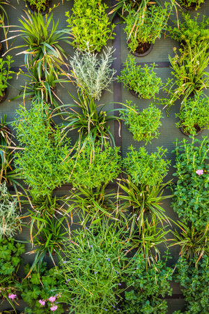 Vertical green garden decoration on the wall. Vertical gardening.の写真素材