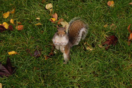 Squirrel in Hyde Park