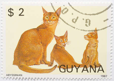  GUYANA - CIRCA 1987  a stamp from Guyana shows image of three Abyssinian cats, circa 1987 の写真素材