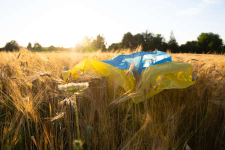 Flag of Ukraine is blue-yellow lying on ripe wheat. Yellow wheat field in Ukraine. Independence Day of Ukraine, flag day.の写真素材