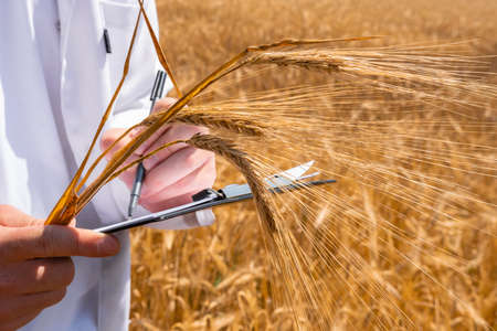 Young agronomist, farmer with tablet in hands, creates yield maps in wheat field, precision farming. The concept of yield of wheat, barley, oats.の写真素材
