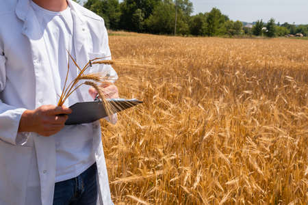 Young agronomist, farmer with tablet in hands, creates yield maps in wheat fieldの写真素材