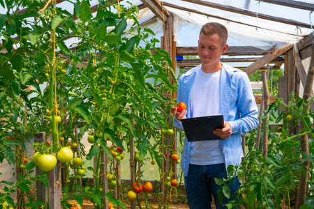 A young agronomist, in a tomato greenhouse, studies the quality, non-GMO, and maturity of tomatoes....